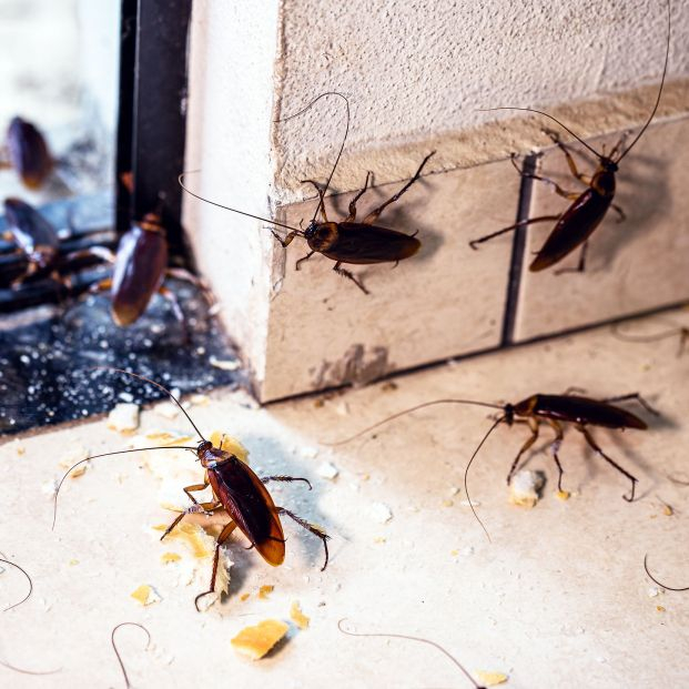 ¿Por qué no se debe pisar nunca una cucaracha? ¿Por qué no se debe pisar nunca una cucaracha?