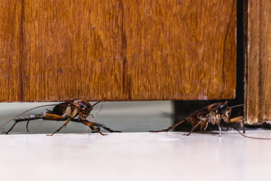 ¿Por qué no se debe pisar nunca una cucaracha? ¿Por qué no se debe pisar nunca una cucaracha?