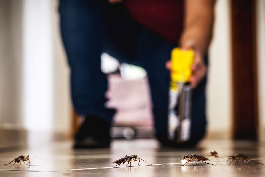 ¿Por qué no se debe pisar nunca una cucaracha?