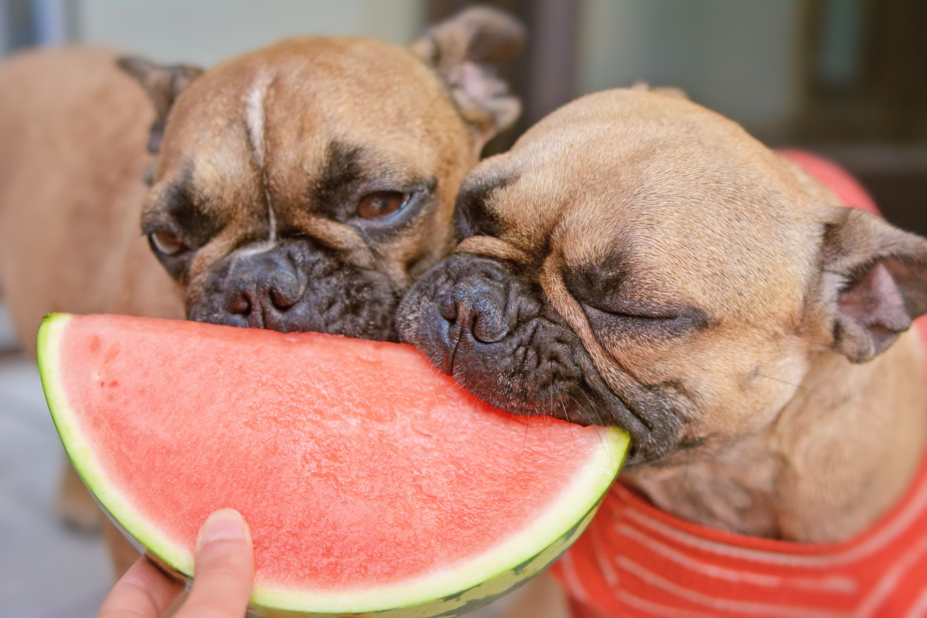 ¿Pueden los perros comer melón y sandía?