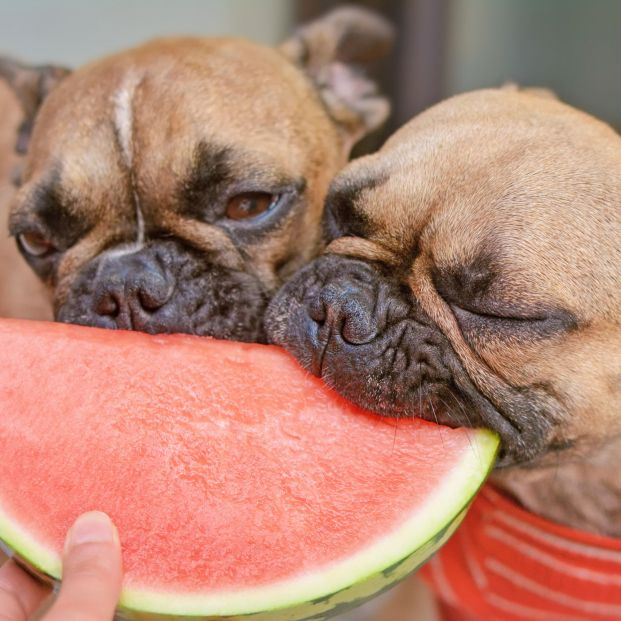 ¿Pueden los perros comer melón y sandía?