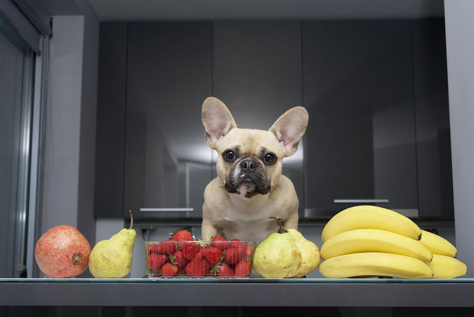 ¿Pueden los perros comer melón y sandía?