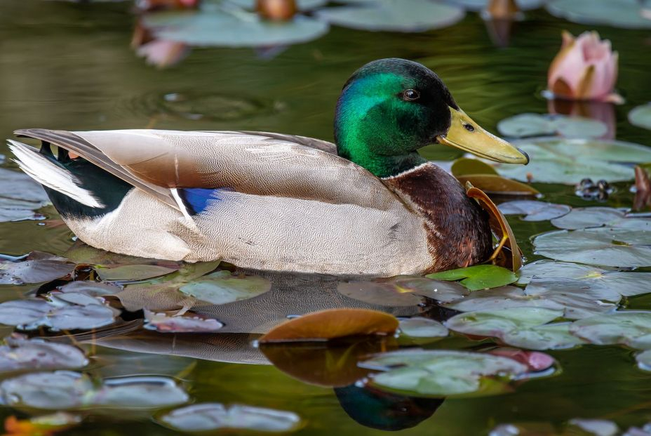 bigstock Duck In Water One Male Mallar 456848879 (1)