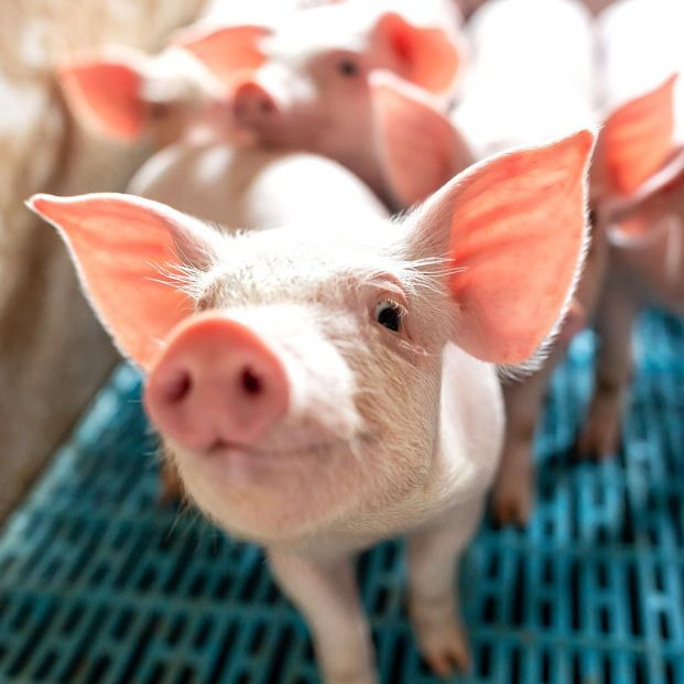 Logran 'resucitar' órganos de cerdos muertos con una técnica que puede revolucionar los trasplantes