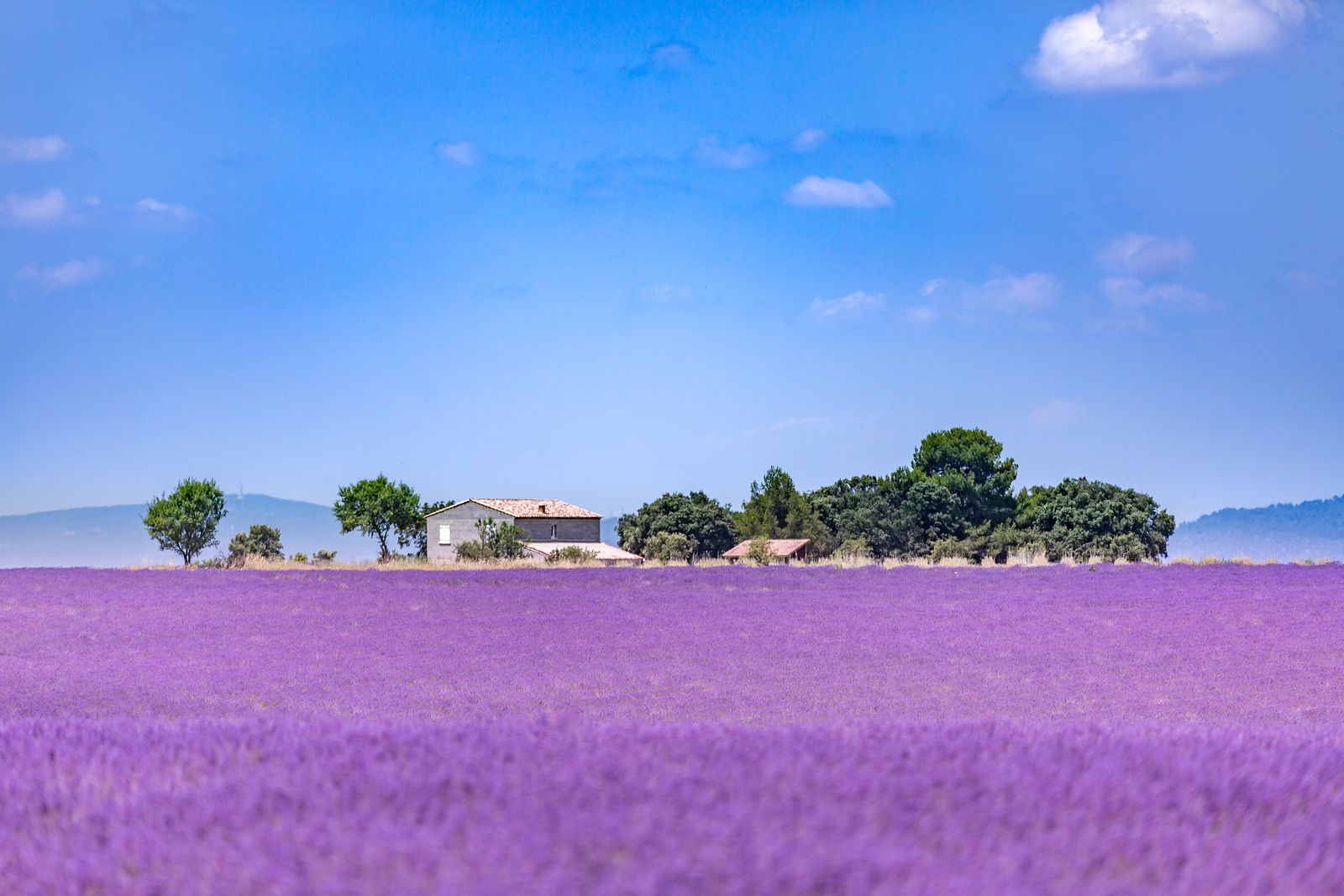 Cuatro excursiones en las que admirar el paisaje de los cultivo en España (Big Stock )