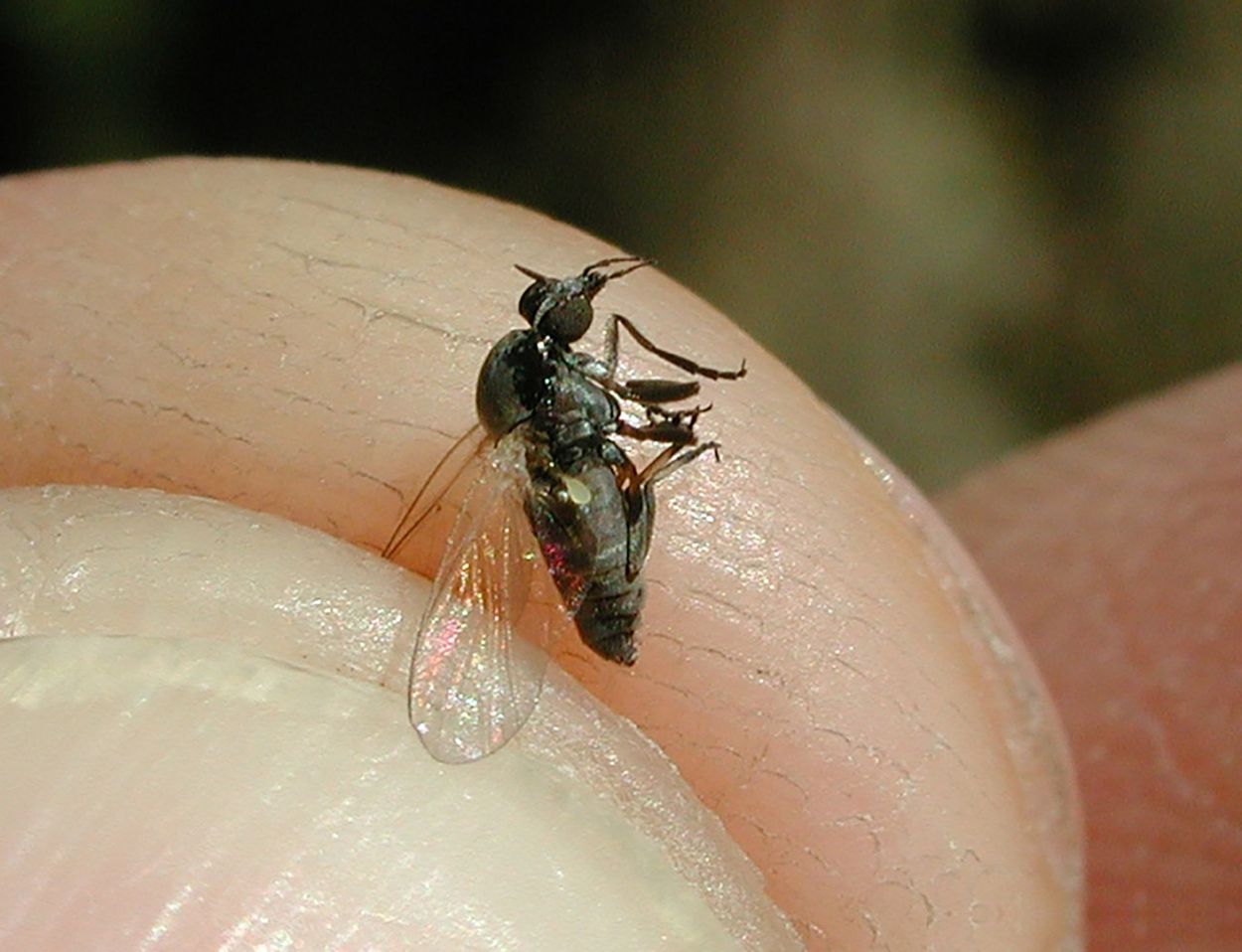 Plaga de mosca negra en España: cómo reconocer su mordedura y qué hacer