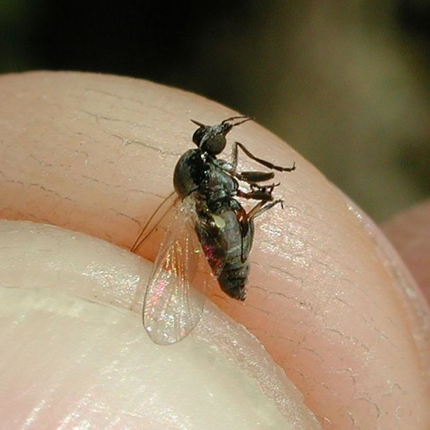 Plaga de mosca negra en España: cómo reconocer su mordedura y qué hacer