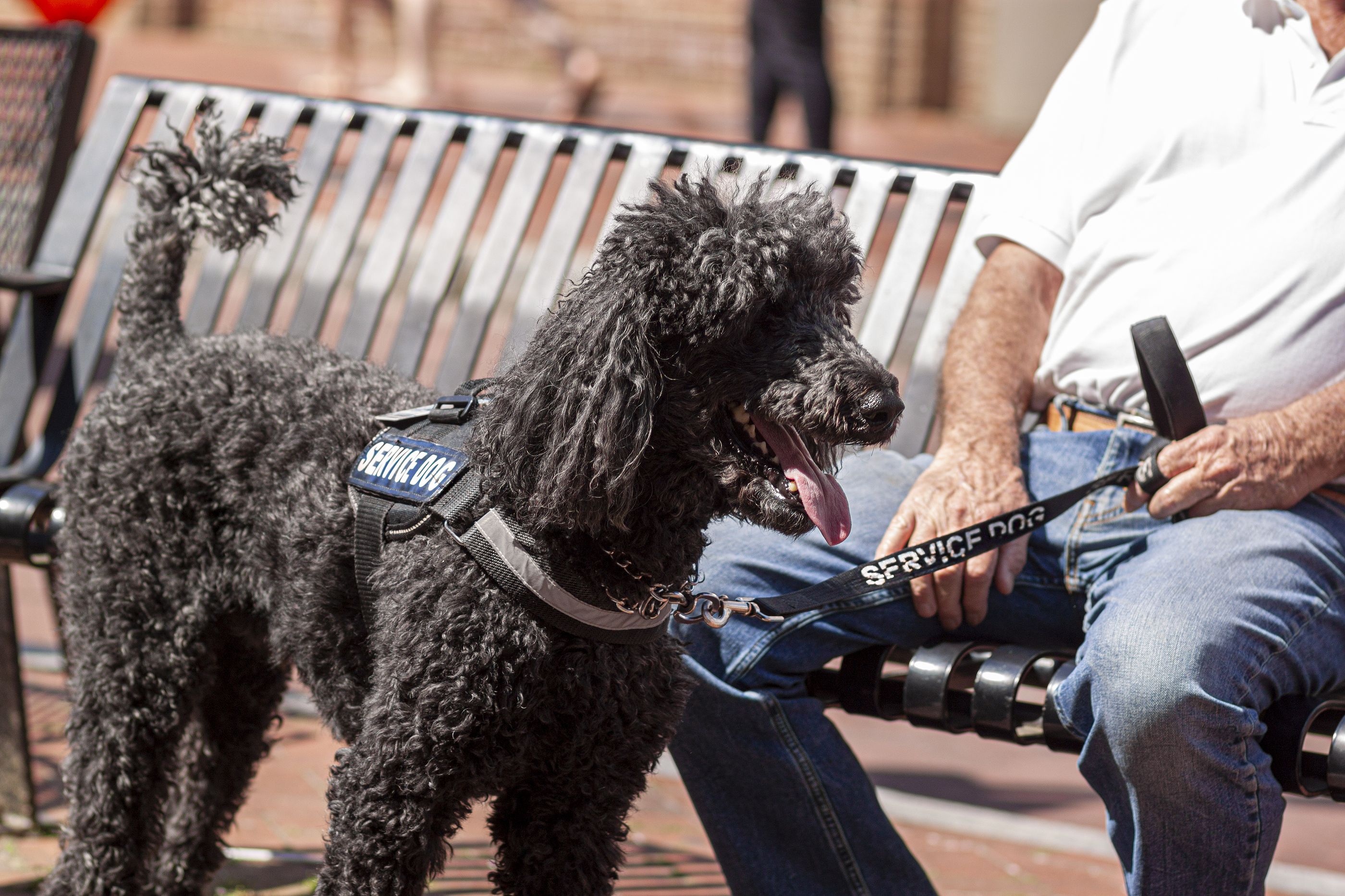 Medidas para proteger a tu mascota del calor