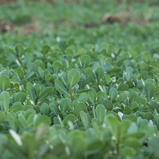 Una mala hierba común puede ser la 'superplanta' frente a la sequía