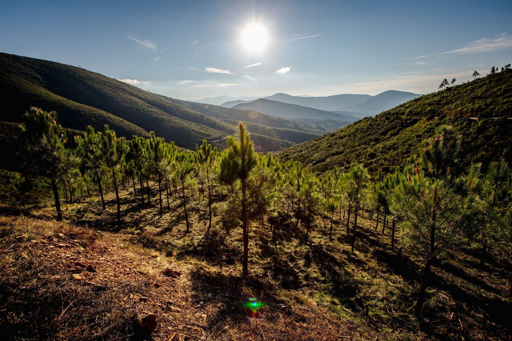 La Tierra ha perdido un tercio de los árboles desde 1960. Foto: Europa Press