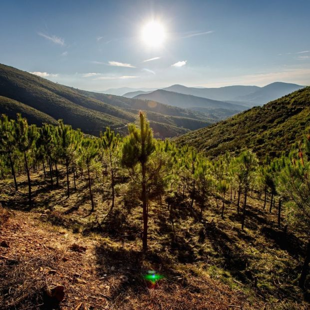 La Tierra ha perdido un tercio de los árboles desde 1960. Foto: Europa Press