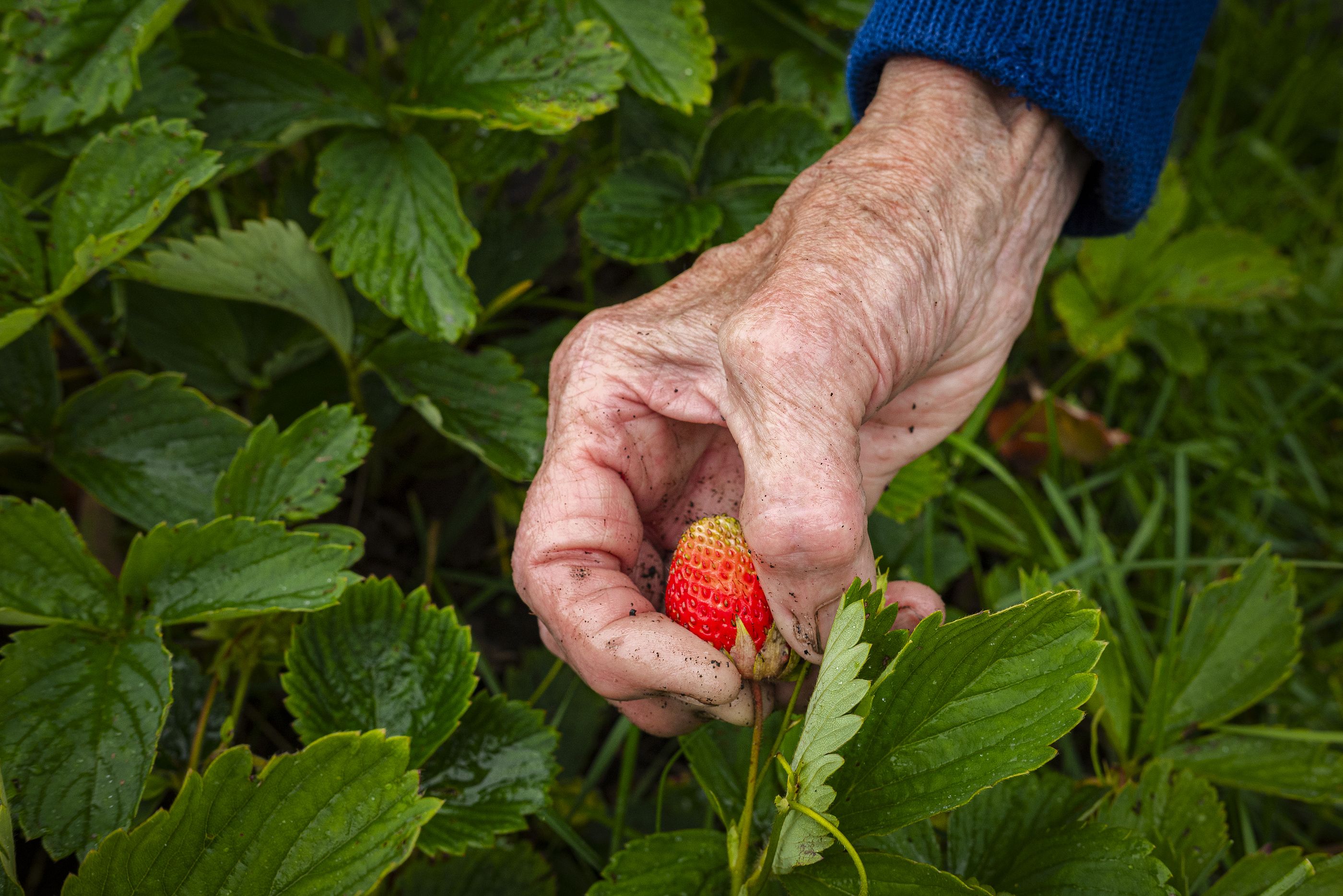 El consumo habitual de fresas podría combatir el alzhéimer