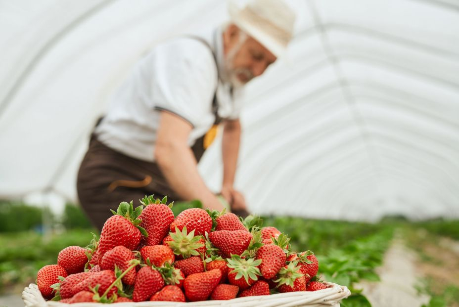 El consumo habitual de fresas podría combatir el alzhéimer