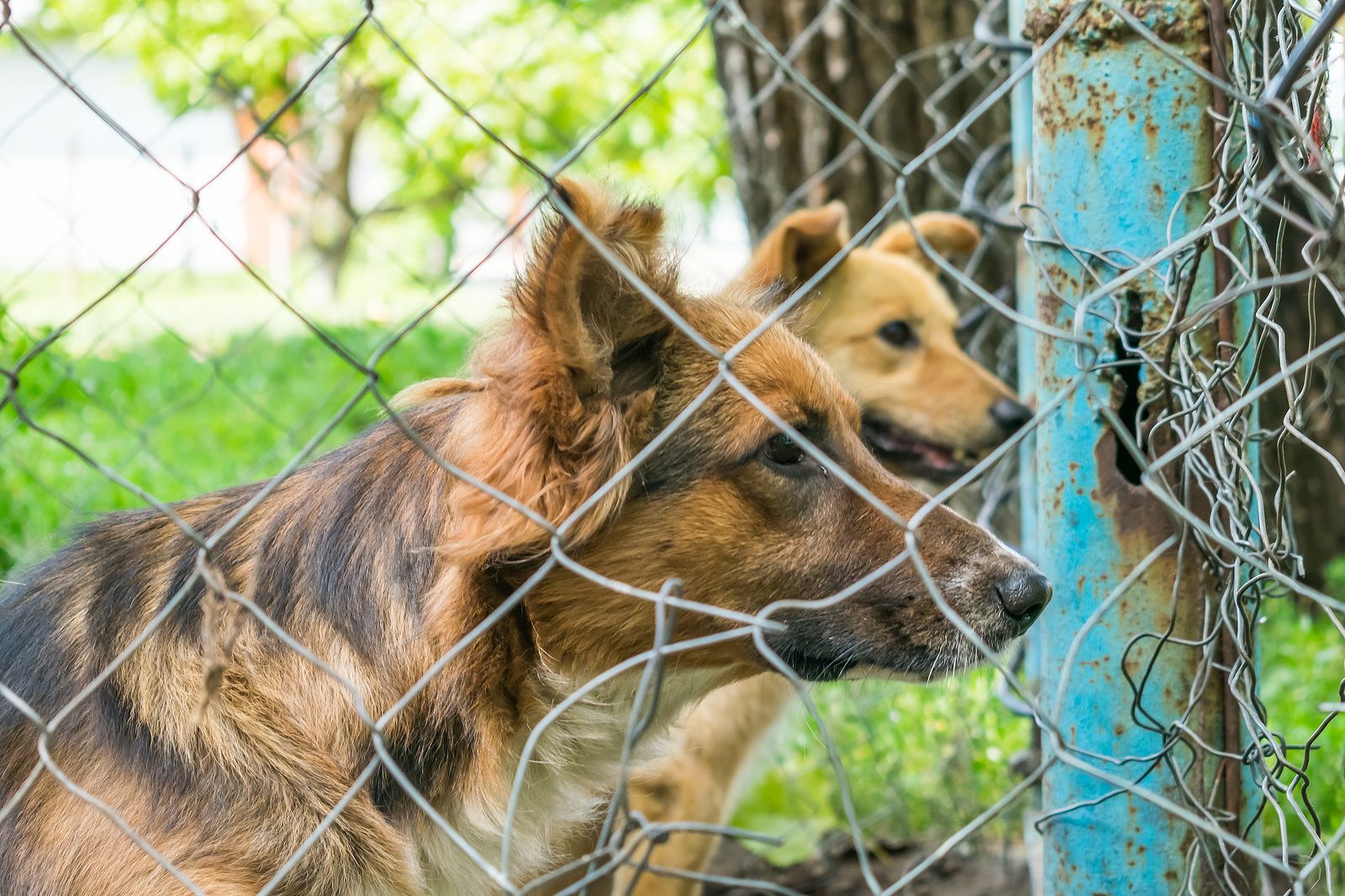 Multas por abandonar o maltratar animales