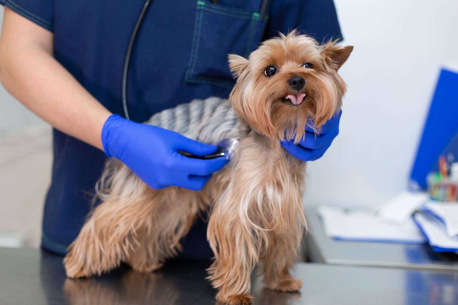 Contagio de enfermedades de mascotas. Zoonosis