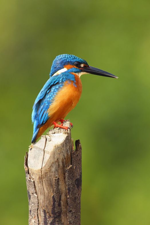 Martín Pescador. Foto: bigstock 