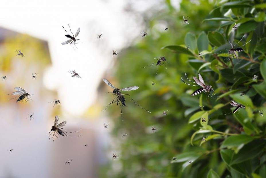 bigstock Swarm Of Mosquitoes Fly In The 451202729