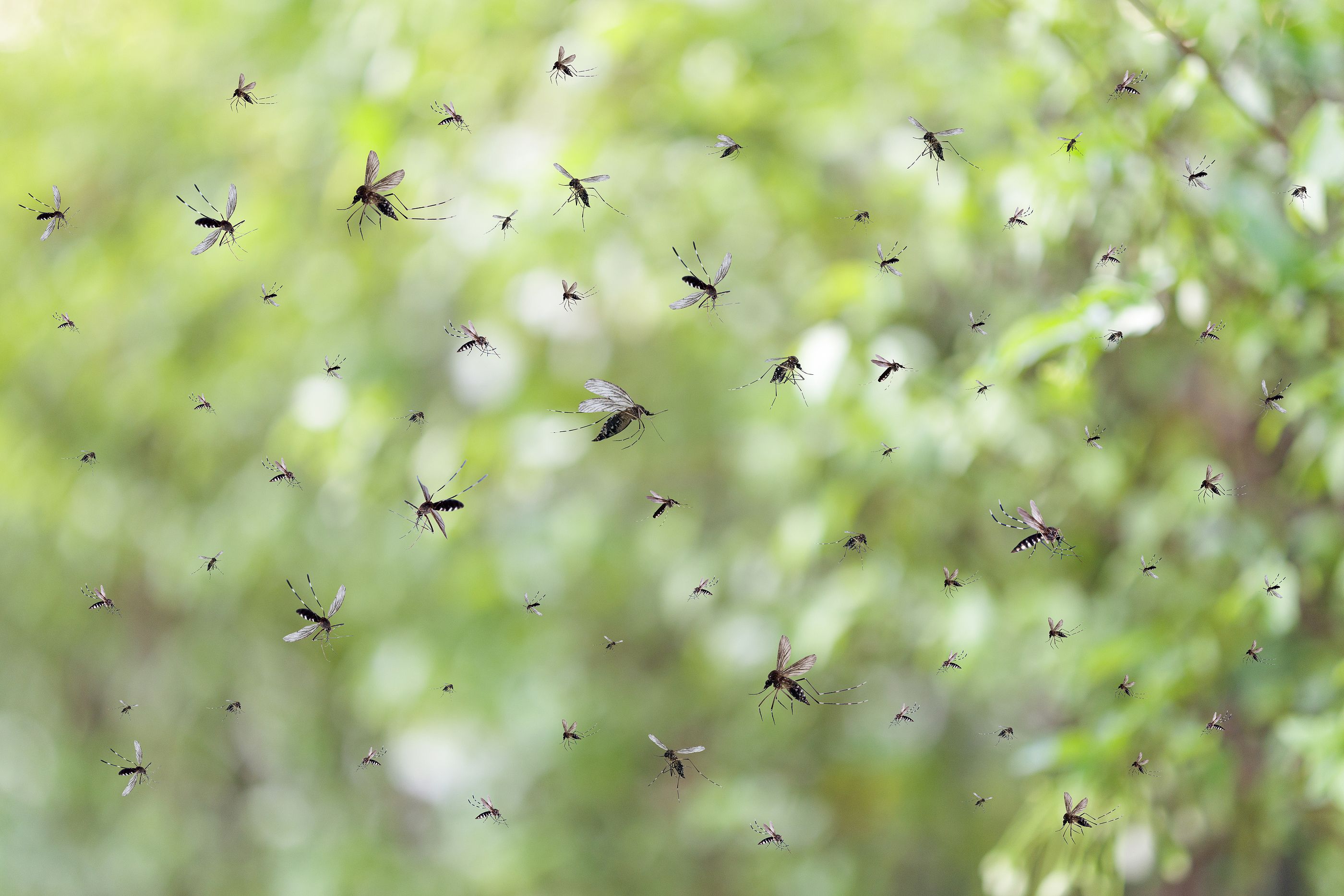 Los antimosquitos más naturales: plantas que ahuyentan a los insectos
