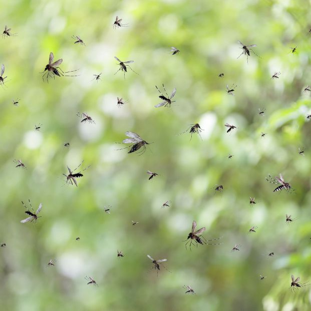 Se dispara el número de mosquitos que transmiten el virus del Nilo: "Hay que estar alerta"