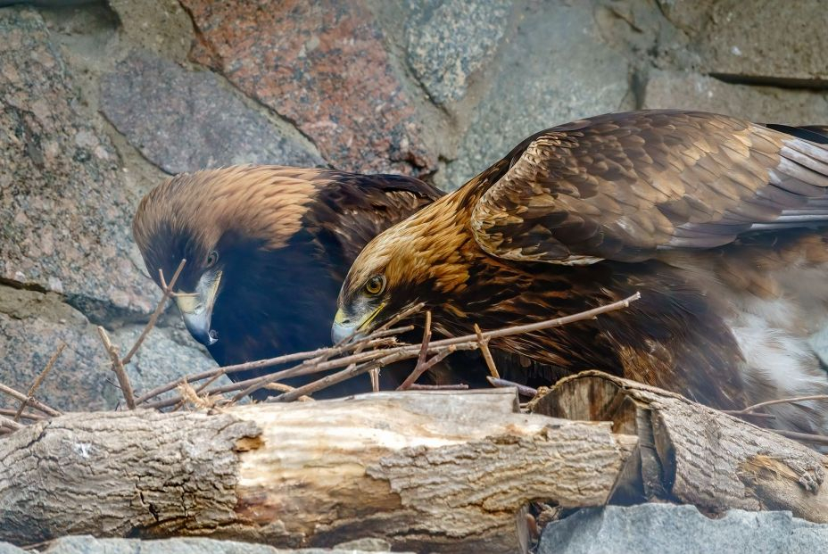 Águilas Reales bigstock Golden Eagle Sitting In A Cage 438325340