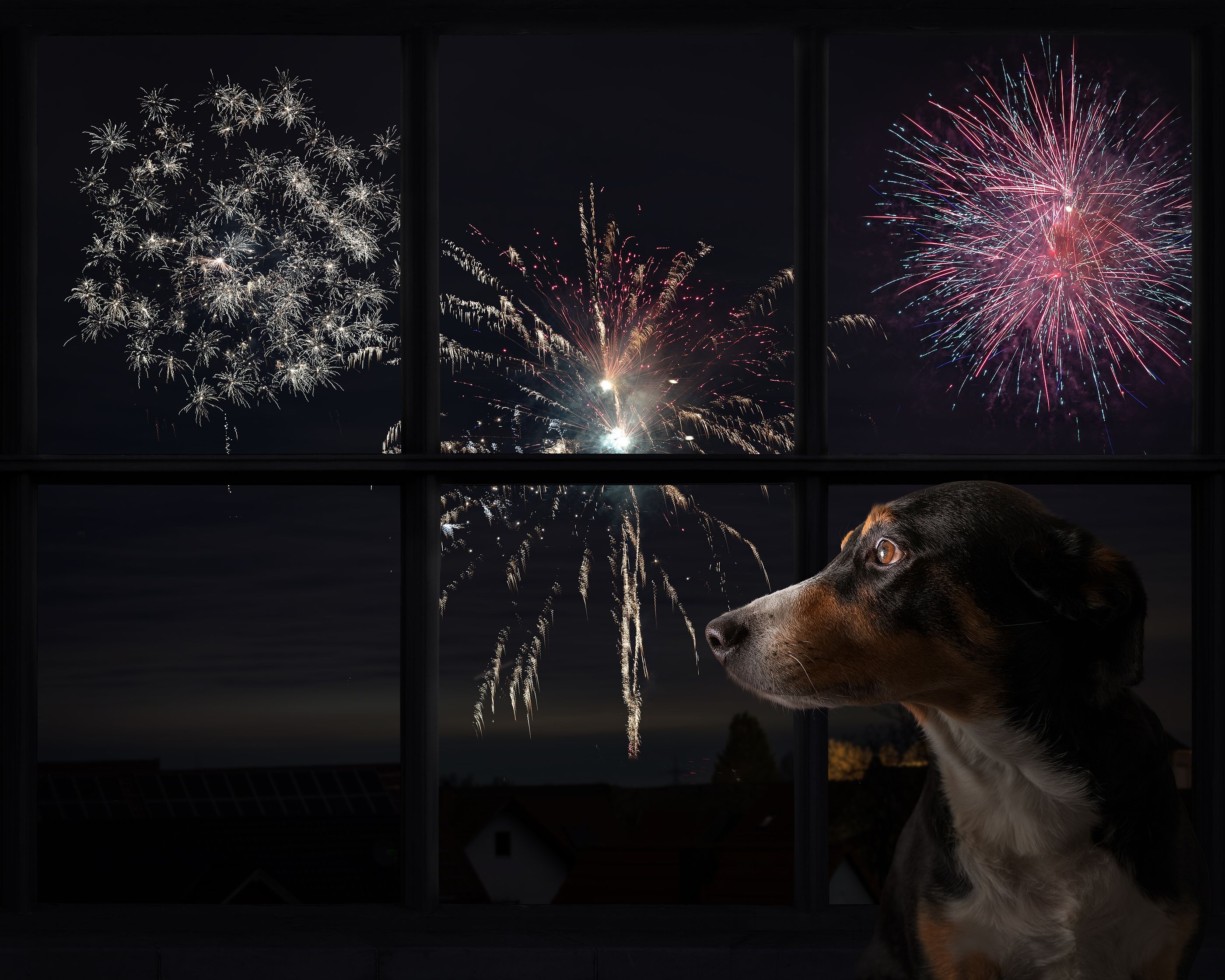 Cómo aliviar el estrés de los perros ante petardos y fuegos artificiales