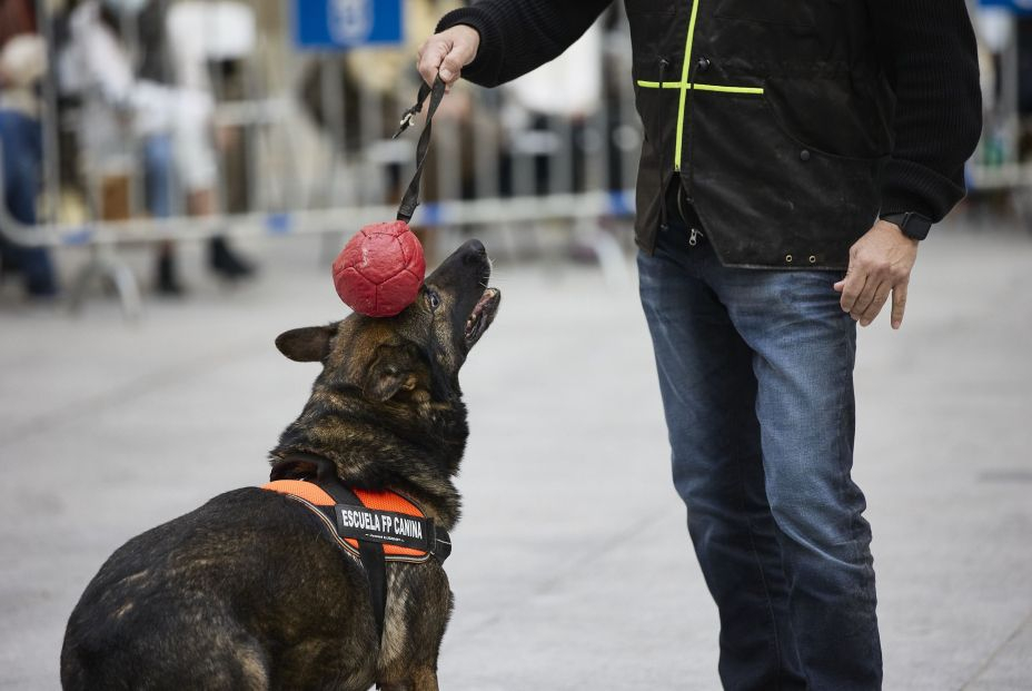 Cómo aliviar el estrés de los perros ante petardos y fuegos artificiales