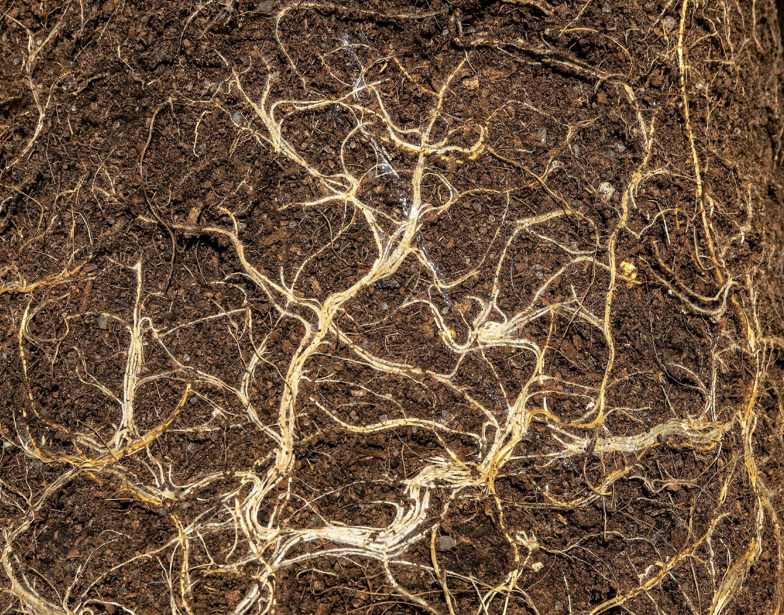 Modifican genéticamente las raíces de plantas para ayudarlas a adaptarse al cambio climático