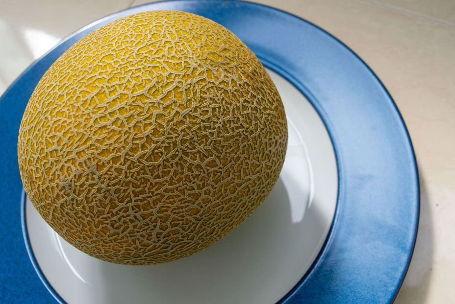 Melón Galia bigstock 