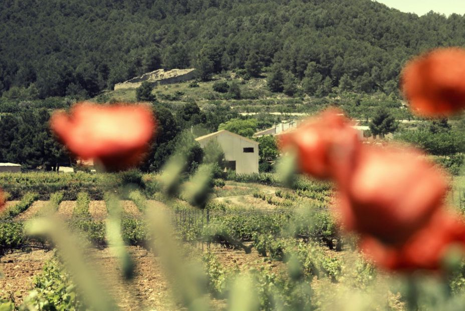 Bodega Balcona (DO Bullas)