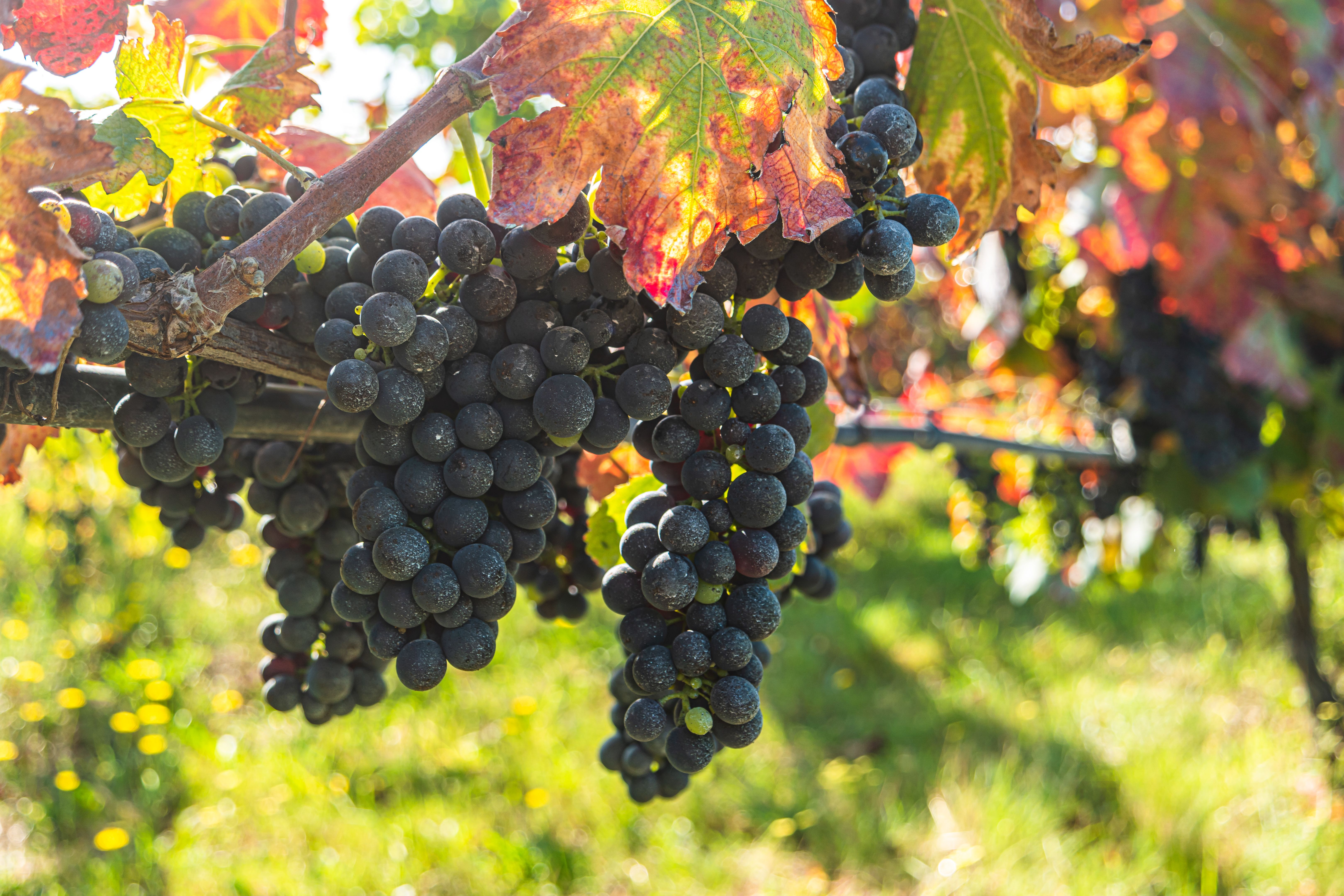 Comer uvas puede reducir el riesgo de padecer demencia  y prolongar la vida cinco años