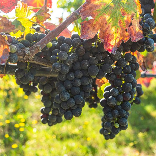Comer uvas puede reducir el riesgo de padecer demencia  y prolongar la vida cinco años