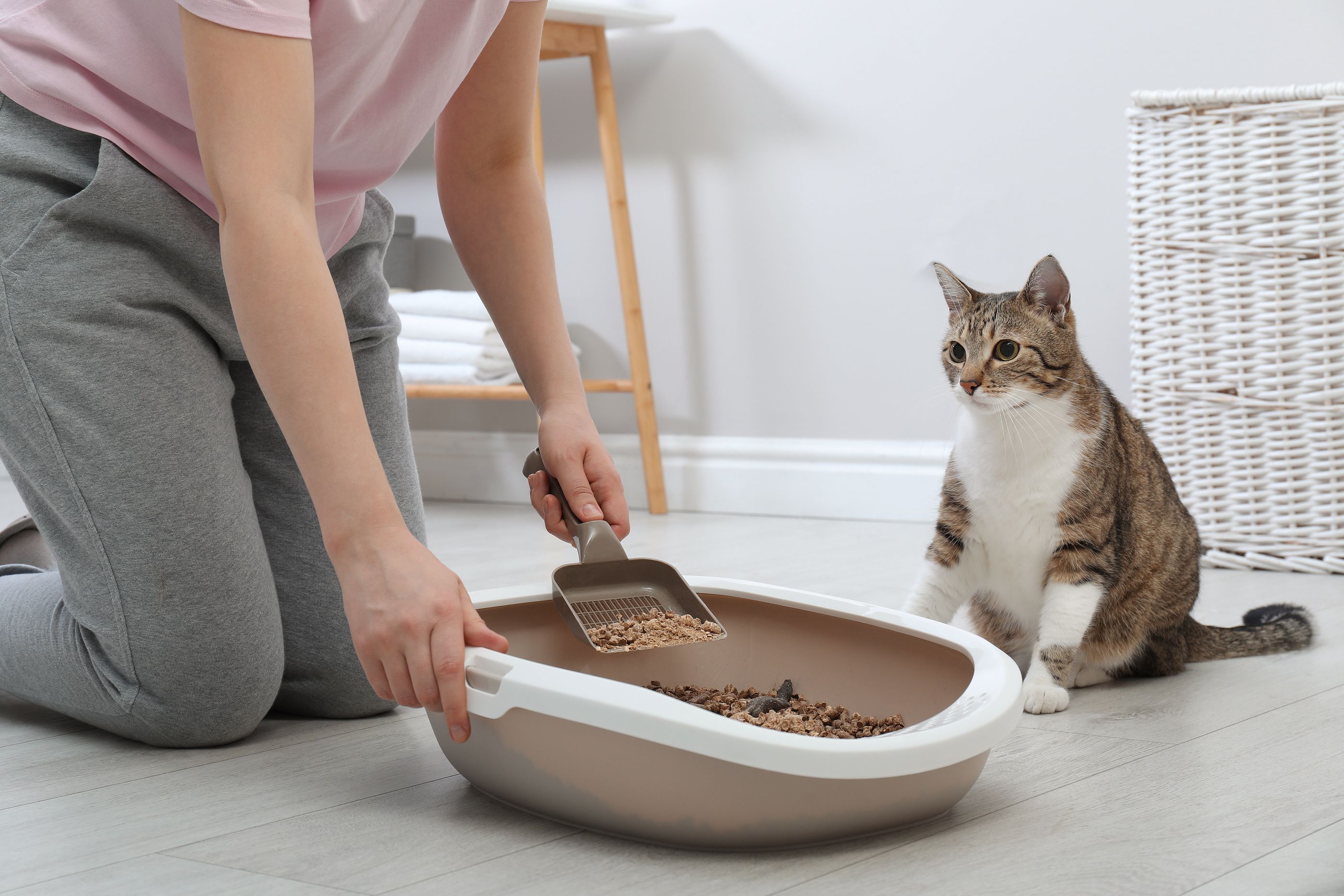 Cómo limpiar el arenero del gato en verano