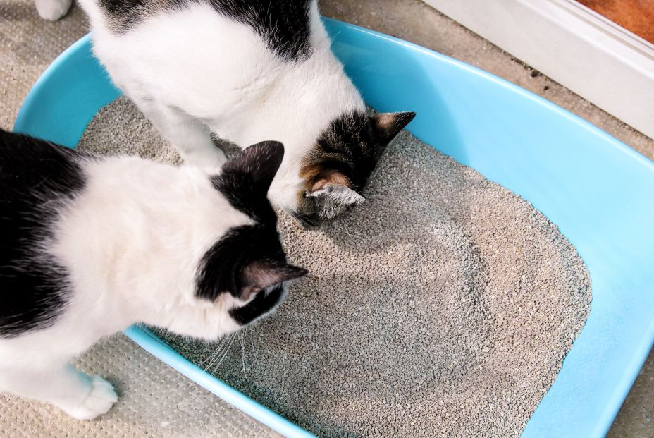 Cómo limpiar el arenero del gato en verano y otros trucos sorprendentes