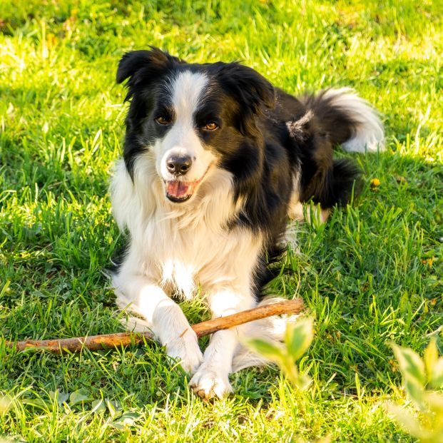Primer contagio de viruela del mono a un perro: "Lo normal es que no se adapte a una nueva especie"