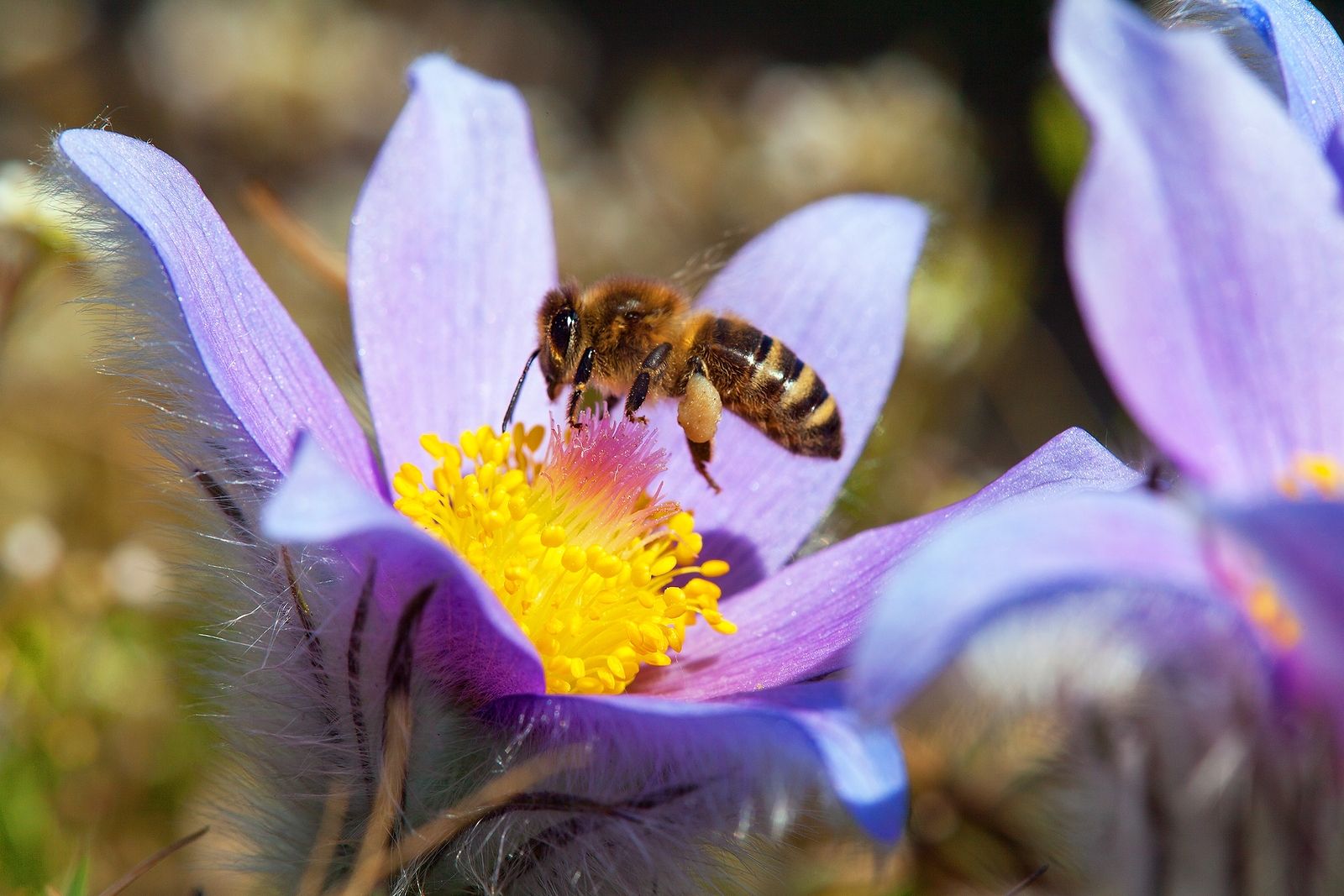 ¿Qué pasaría si desapareciesen las abejas?