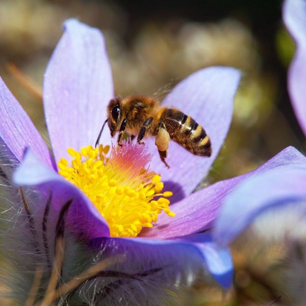 ¿Qué pasaría si desapareciesen las abejas?