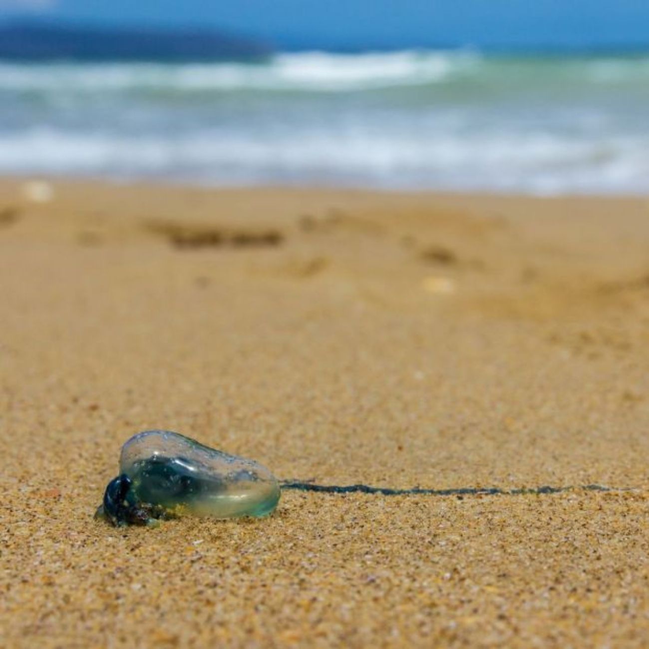 Plaga de medusas en las playas