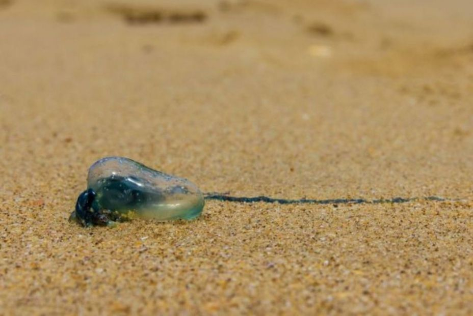 Plaga de medusas en las playas