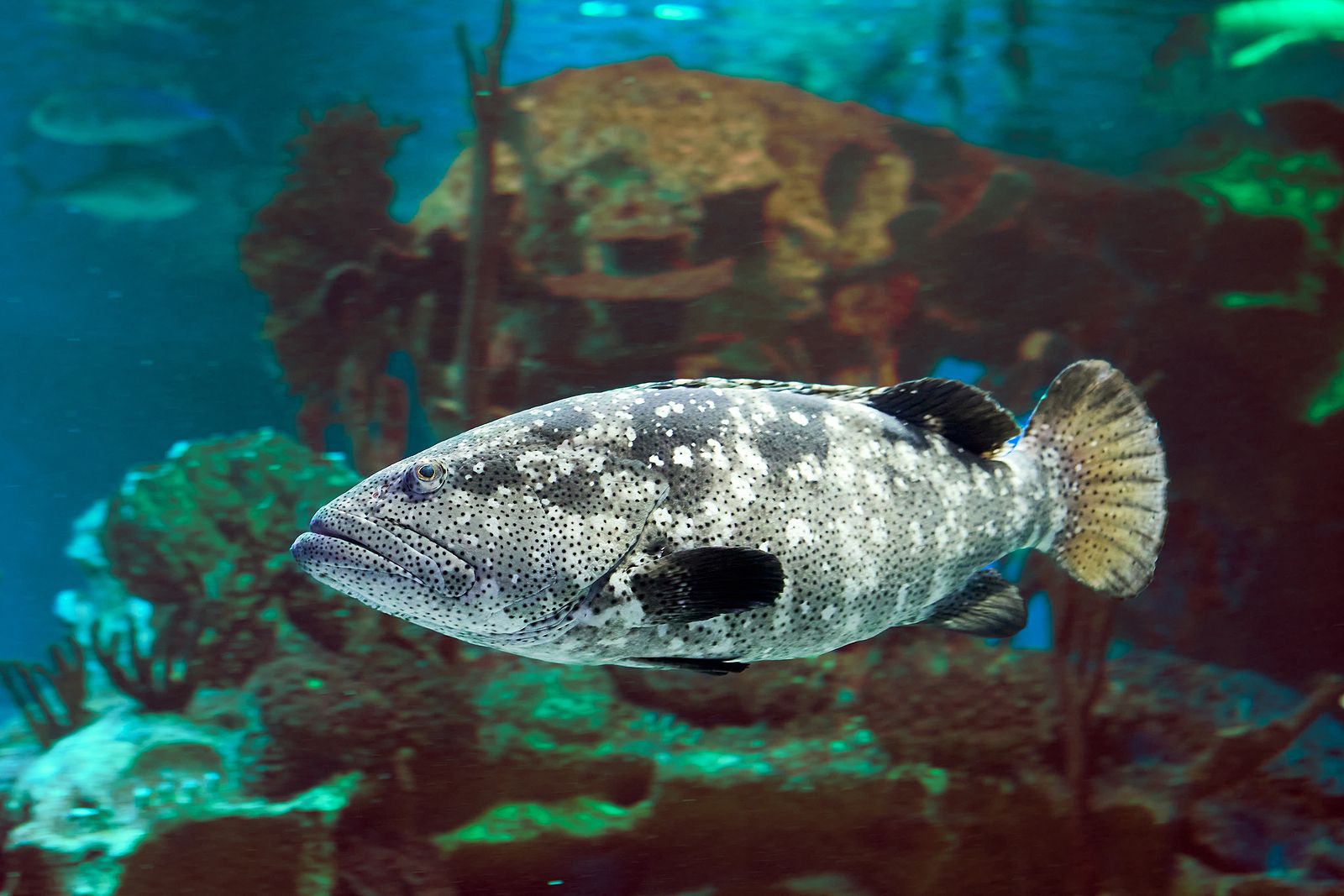 Pescados de la Región de Murcia: el mero. Foto bigstock
