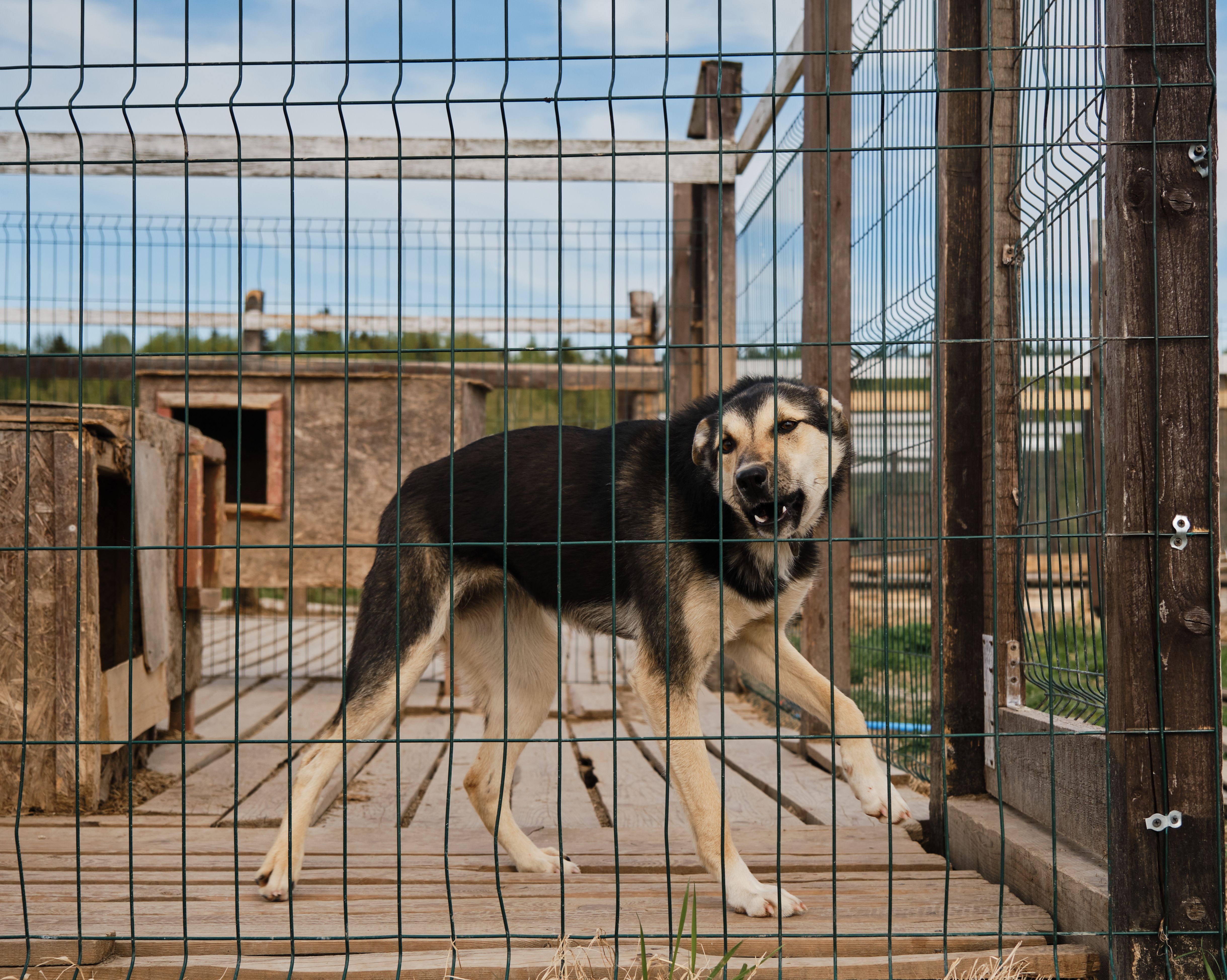 Abandonar a tu mascota este verano puede costarte una multa de hasta 50.000 euros