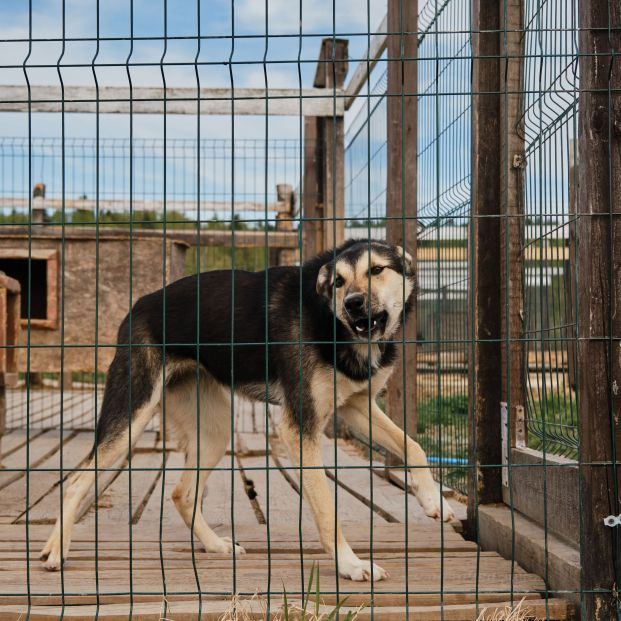 España tiene una de las tasas de abandono de mascotas más altas de Europa