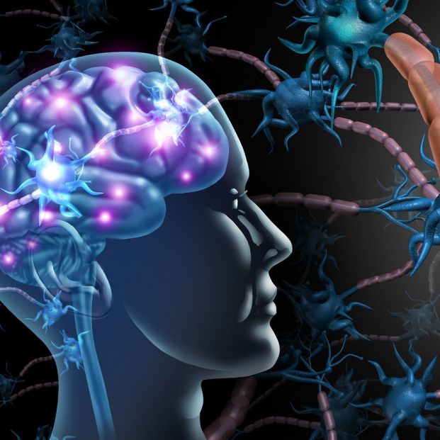 El mapa del cerebro El mapa del cerebro
