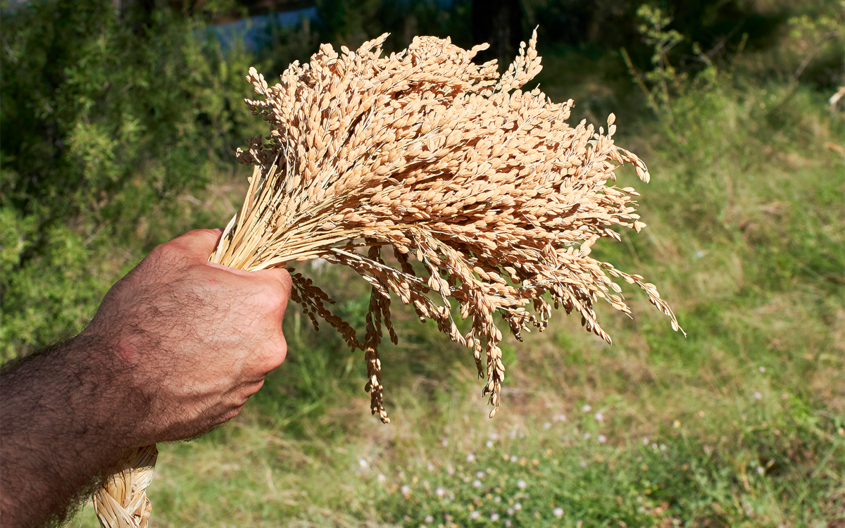 Arroz de Calasparra. Foto Murcia Turística Arroz de Calasparra. Foto Murcia Turística
