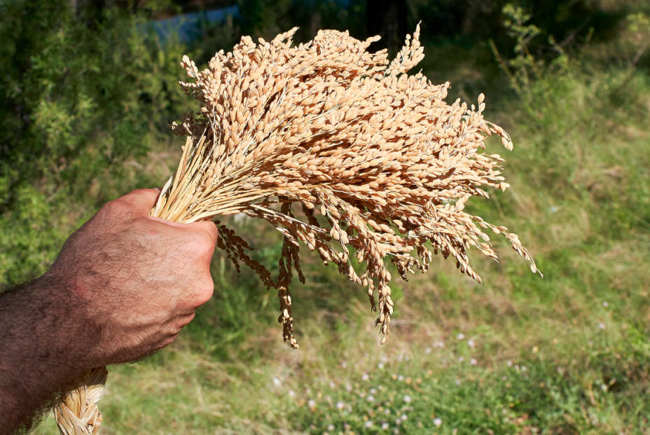 Arroz de Calasparra. Foto Murcia Turística