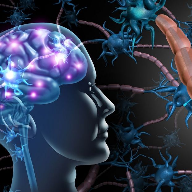 El mapa del cerebro El mapa del cerebro