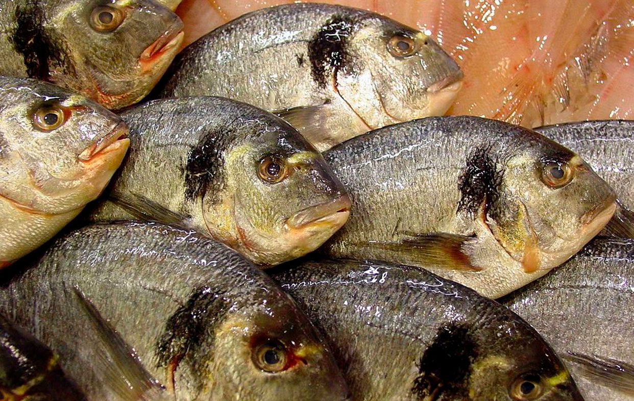 Pescados de la Región de Murcia: la dorada. Foto: Wikipedia