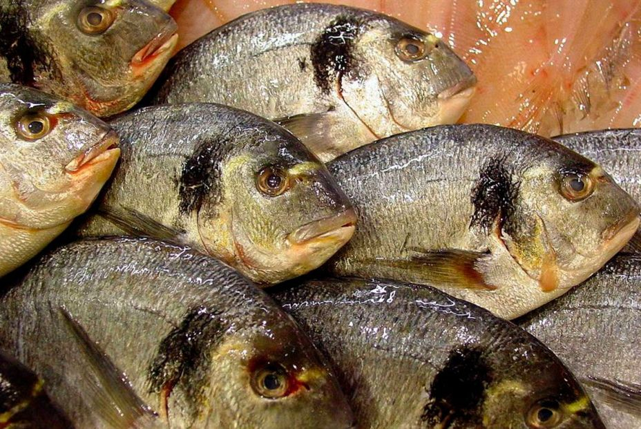 Pescados de la Región de Murcia: la dorada. Foto: Wikipedia