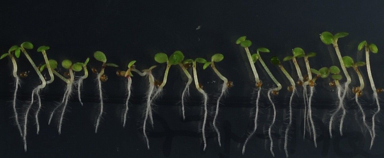 EuropaPress 4640732 imagen plantulas arabidopsis creciendo condiciones cultivo in vitro