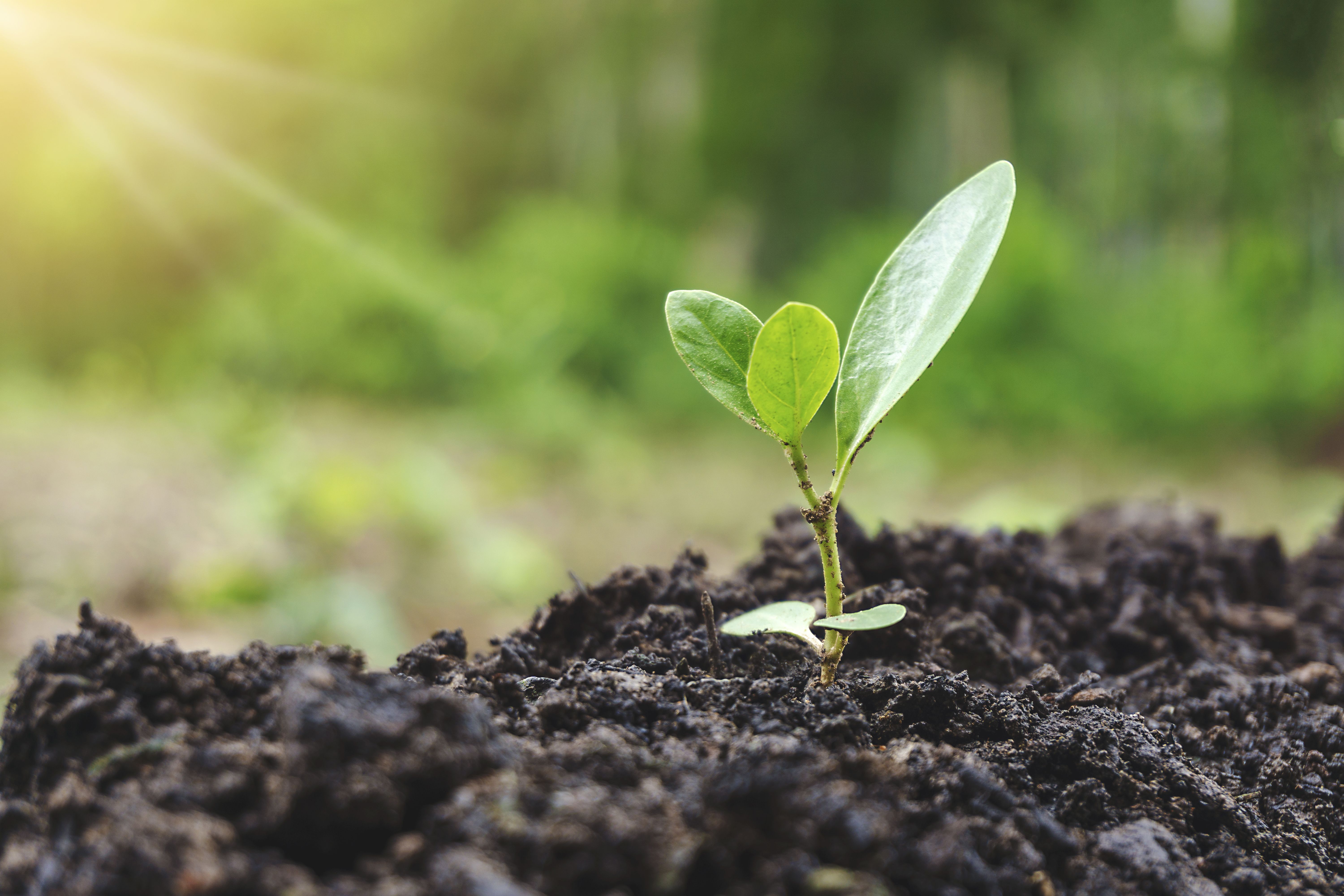 Un modelo matemático predice la respuesta de las plantas ante el cambio climático