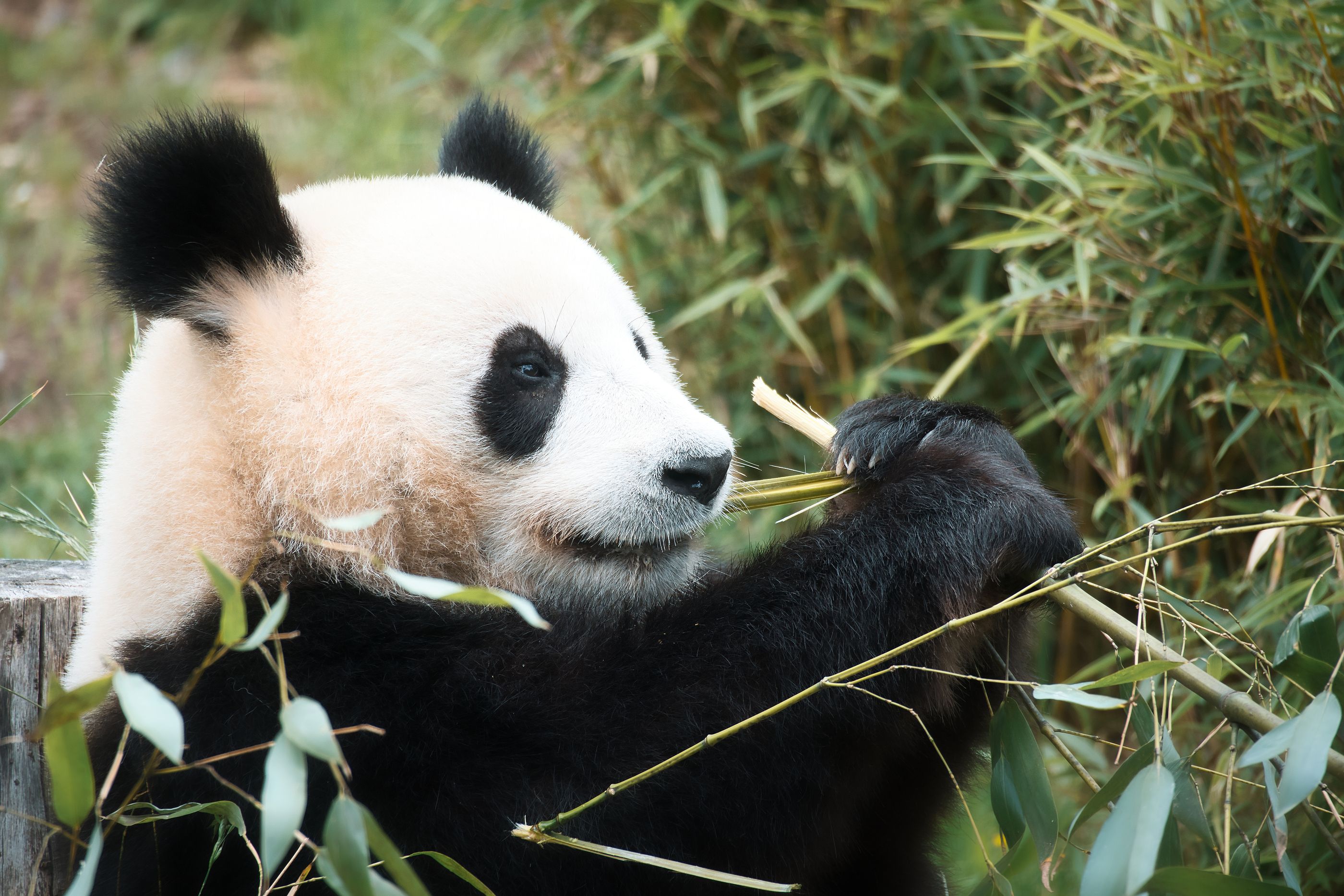 Dos pandas gemelos recién nacidos en China se hacen virales